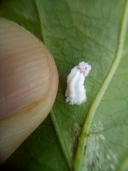 Pulvinaria hydrangeae