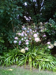 Pulvinaria hydrangeae