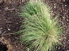 Festuca roemeri roemeri