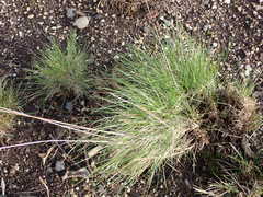 Festuca roemeri roemeri
