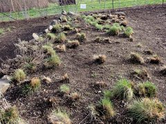 Festuca roemeri roemeri