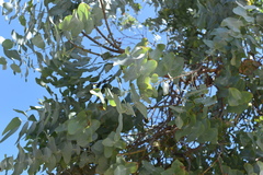 Eucalyptus gunnii