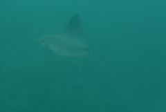 Rhinoptera steindachneri