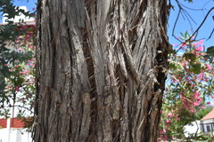 Eucalyptus gunnii
