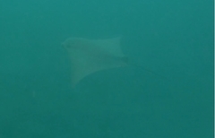 Rhinoptera steindachneri