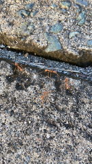 Oecophylla smaragdina