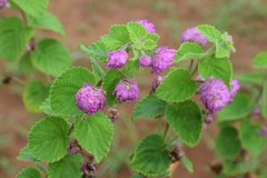 Lippia lupulina