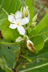 Plumerieae