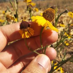 Helenium mexicanum