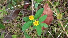 Millerieae