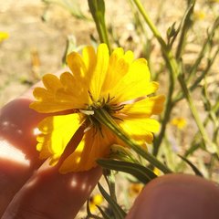 Helenium mexicanum