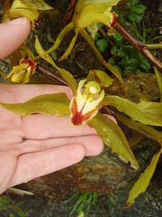 Cymbidium lowianum