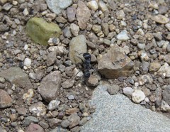 Pogonomyrmex brevibarbis