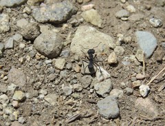 Acromyrmex lobicornis