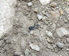 Pogonomyrmex brevibarbis