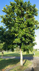 Calophyllum inophyllum