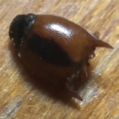 Aeolus mellillus