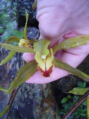 Cymbidium lowianum