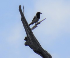 Cracticus nigrogularis