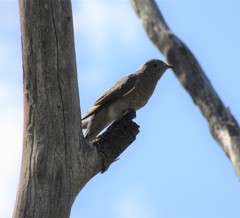 Cacomantis flabelliformis