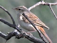 Cincloramphus mathewsi