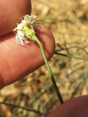 Chloracantha spinosa