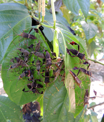 Leptoglossus concolor