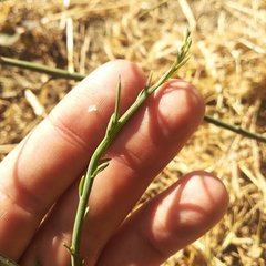 Chloracantha spinosa