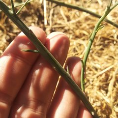 Chloracantha spinosa