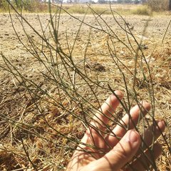 Chloracantha spinosa