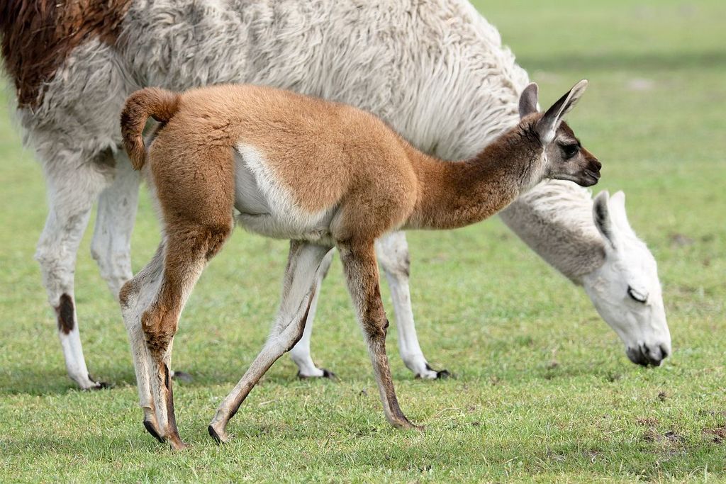 Llamas and Guanacos