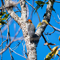 Melanerpes aurifrons