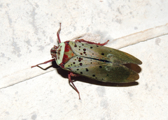 Copidocephala guttata