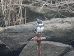 Megaceryle alcyon