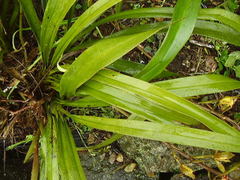 Cymbidium lowianum