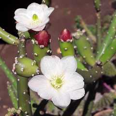 Opuntia salmiana