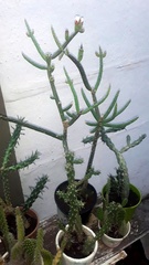 Opuntia salmiana