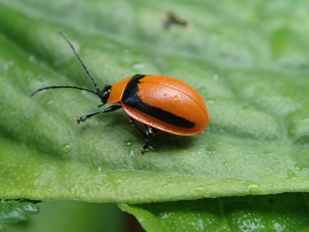 Rhynchasphaera