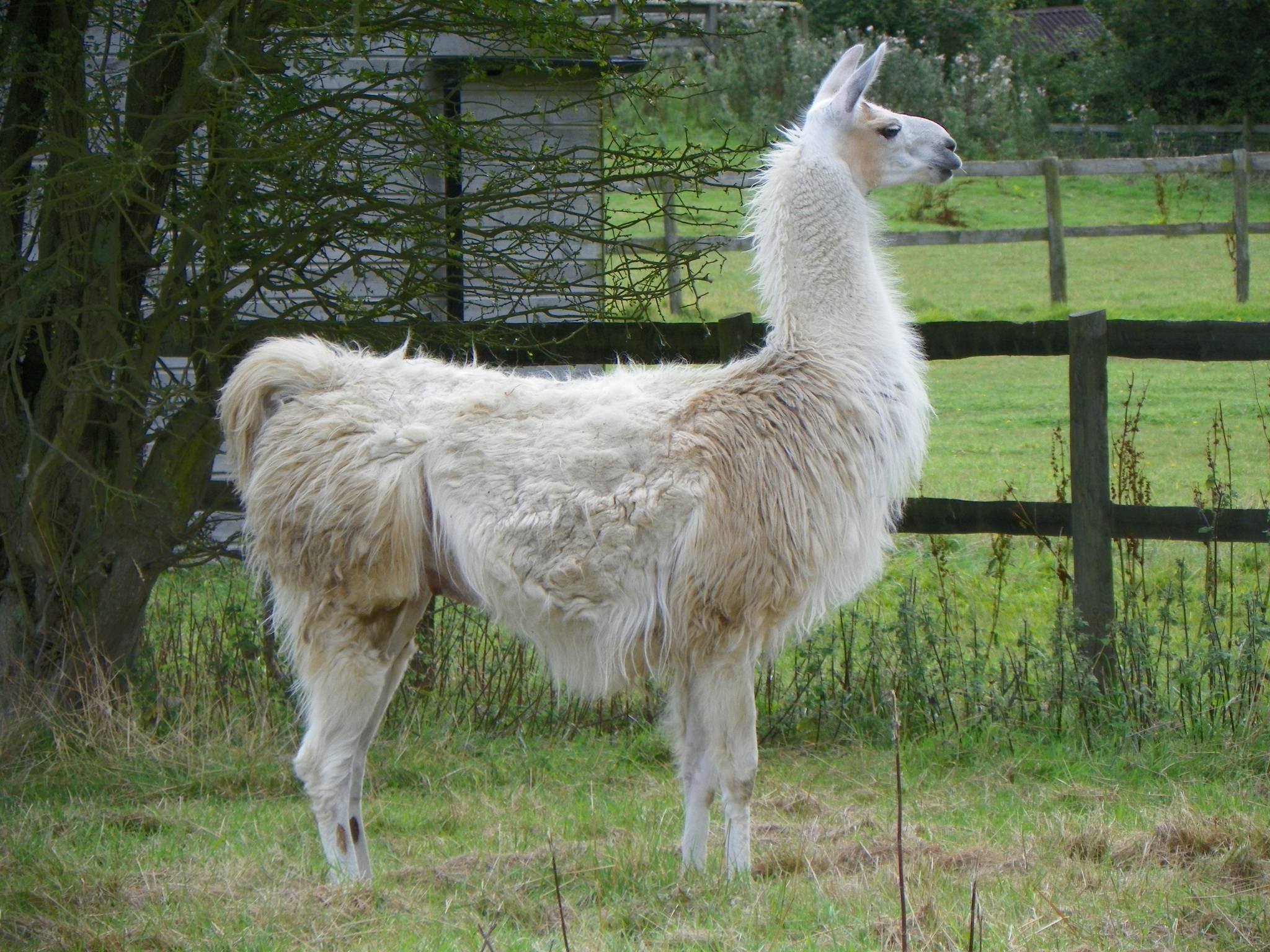 Llama (Lama glama) · iNaturalist