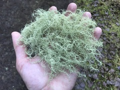Usnea quasirigida