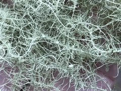 Usnea quasirigida
