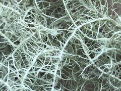 Usnea quasirigida