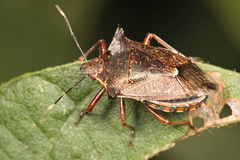 Podisus nigrispinus