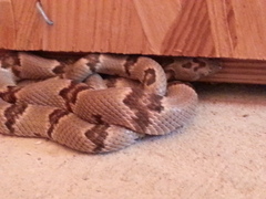 Trimorphodon vilkinsonii