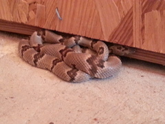 Trimorphodon vilkinsonii