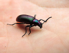Strongylium auratum