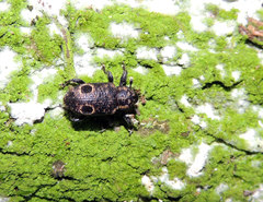 Heilipodus biplagiatus