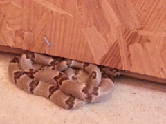 Trimorphodon vilkinsonii