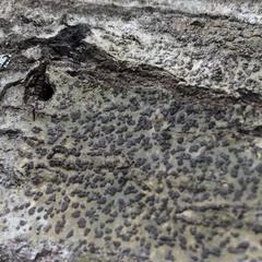 Bathelium carolinianum