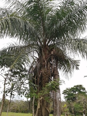 Cocoseae